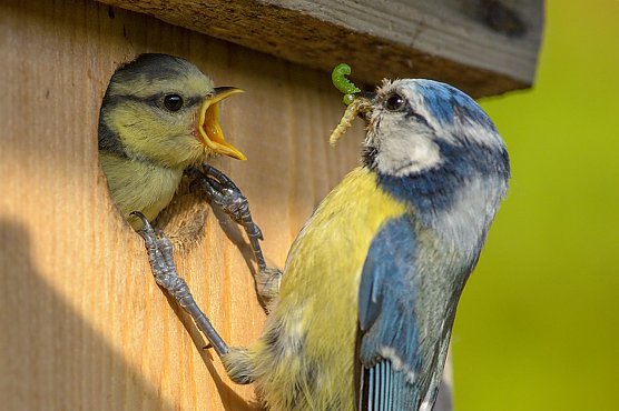 Eine Blaumeise füttert ihren Nachwuchs (Foto: Rita Priemer) Eine Blaumeise füttert ihren Nachwuchs (Foto: Rita Priemer)