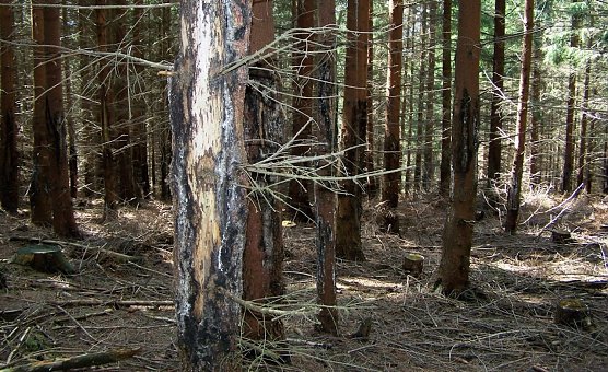 Verbiss- und Schälschäden (Foto: Dr. Sproßmann) Verbiss- und Schälschäden (Foto: Dr. Sproßmann)