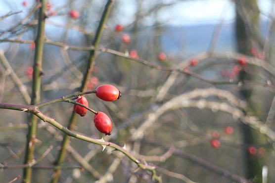 Wetterbild (Foto: agl)