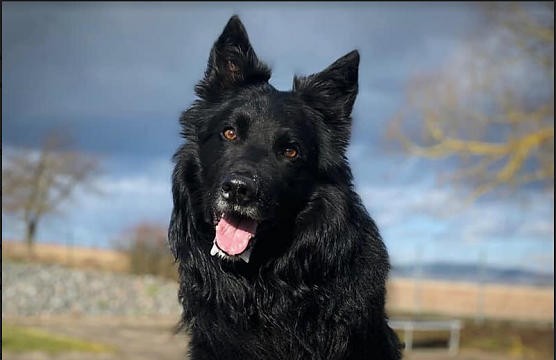 Tier der Woche: Chopper (Foto: Tierheim Nordhausen)