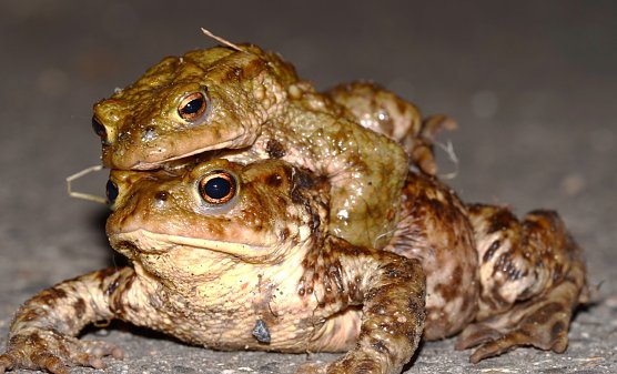 Die Erdkrötenwanderung ist in vollem Gange (Foto: NABU) Die Erdkrötenwanderung ist in vollem Gange (Foto: NABU)