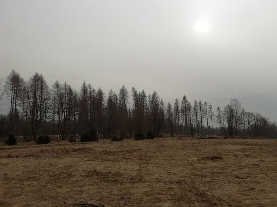 In Sophienhof verschwand die Sonne heute morgen noch hinter einem Wolkenschleier (Foto: W. Jörgens) In Sophienhof verschwand die Sonne heute morgen noch hinter einem Wolkenschleier (Foto: W. Jörgens)