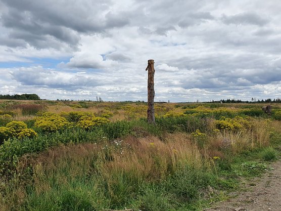 Entgegen &ouml;kologischer Erfahrungen und &ouml;konomischer Vernunft? Ein Kahlschlag zwischen K&ouml;nigsh&uuml;tte und Trautenstein (2021) (Foto: Bodo Schwarzberg)