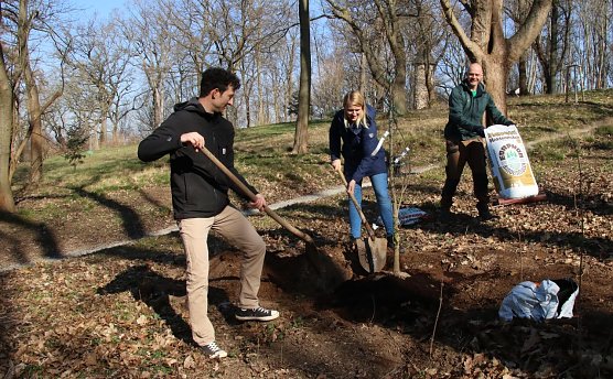 v.r.: Bj&ouml;rn Diener, Diana Moraweck und Christoph Haase vom Planungsb&uuml;ro LA21 spendeten dem Park Hohenrode heute einen neuen Baum und f&uuml;llten damit eine L&uuml;cke im historischen Bestand (Foto: agl)