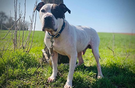 Buddy sucht eine neues Zuhause (Foto: Tierheim Nordhausen)