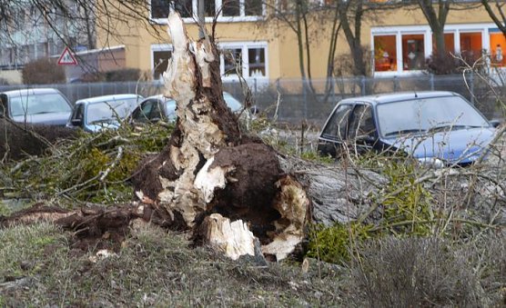 Umgest&uuml;rtzt (Foto: nnz)