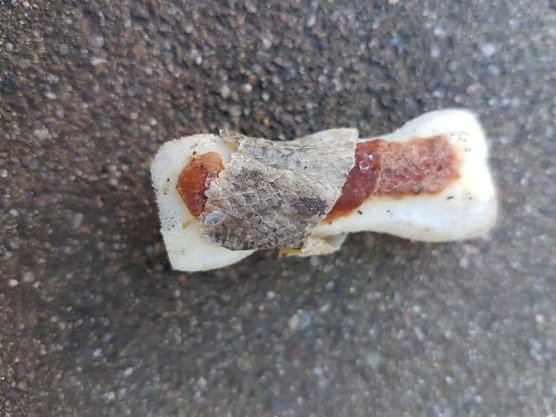 Gefundene Giftk&ouml;der (Foto: S. Dietzel)