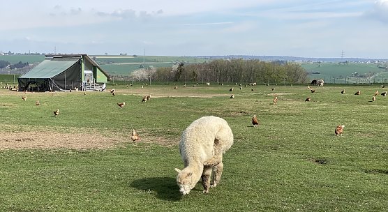 Trotz fr&uuml;hlingshaften Tagestemperaturen kann es nachts immer noch zu Bodenfr&ouml;sten kommen (Foto: oas)