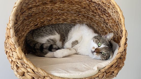 Die atzendem Freya (Foto: Tierheim Nordhausen) Die atzendem Freya (Foto: Tierheim Nordhausen)