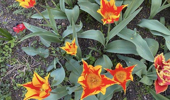 Kleingärtner aus dem Landkreis berieten sich (Foto: oas) Kleingärtner aus dem Landkreis berieten sich (Foto: oas)