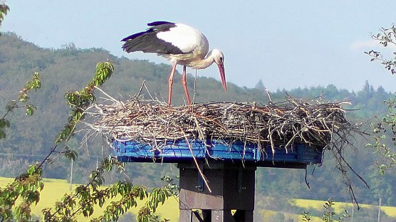 Ein Storchenpaar br&uuml;tet am Stausee in Kelbra (Foto: U.Reinboth)