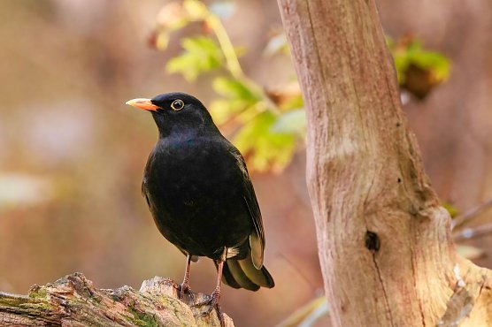 Z&auml;hl mal wer da fliegt - am Wochenende bittet der NABU wieder zur Stunde der Gartenv&ouml;gel (Foto: Winfried Rusch)