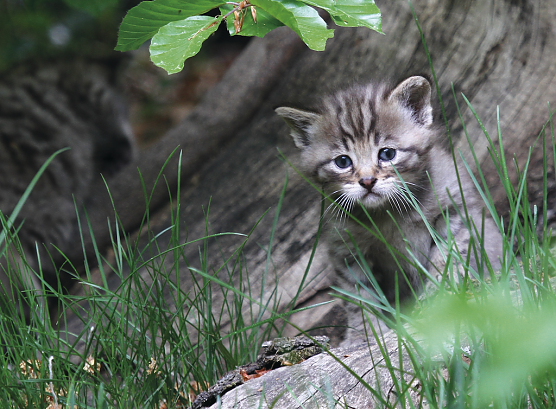 Eine junge Wildkatze ist leicht mit einer Hauskatze zu verwechseln (Foto: Ralf Steinberg) Eine junge Wildkatze ist leicht mit einer Hauskatze zu verwechseln (Foto: Ralf Steinberg)