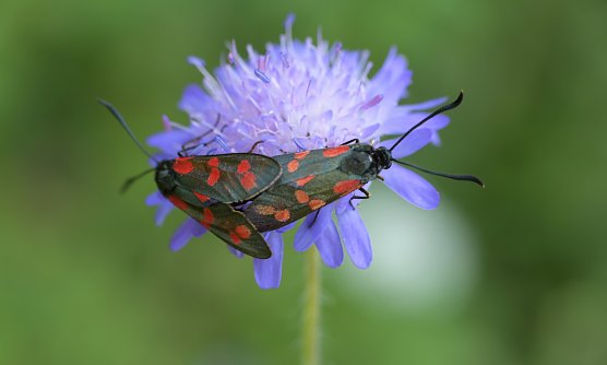 Auch diese beiden tun augenscheinlich etwa f&uuml;r den Erhalt der Artenvielfalt (Foto: S.Staubitz)