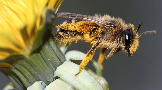 Die gemeine Sandbiene (Foto: Helge May)
