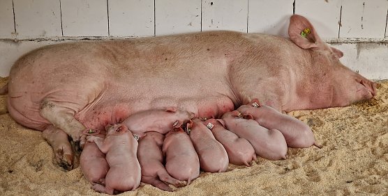 Sauwohl f&uuml;hlen sich die kleinen Ferkel bei "Mamma" (Foto: nnz)