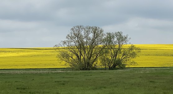 Nach den Gewittern wird es deutlich k&uuml;hler (Foto: oas)