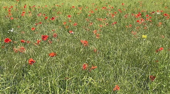 Klatschmohnwise bei Bad Langensalza (Foto: oas) Klatschmohnwise bei Bad Langensalza (Foto: oas)