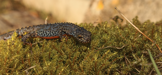 Die Welt der kleinen Wasserdrachen kann man im Teichthal in Hainrode erleben (Foto: Landschaftspflegeverband S&uuml;dharz/Kyffh&auml;user)