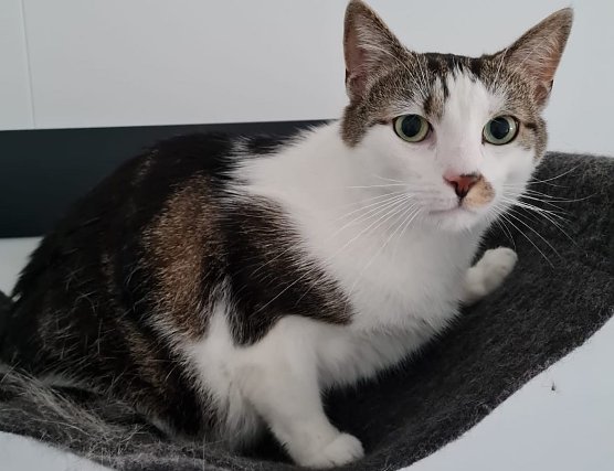 Hermes, der Kater (Foto: Tierheim Nordhausen) Hermes, der Kater (Foto: Tierheim Nordhausen)