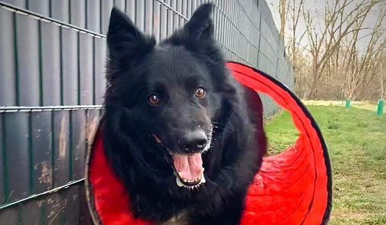 Der R&uuml;de Chopper (Foto: THN)