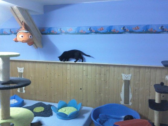 Das "Dschungelbuch-Zimmer" (Foto: Kolbe)