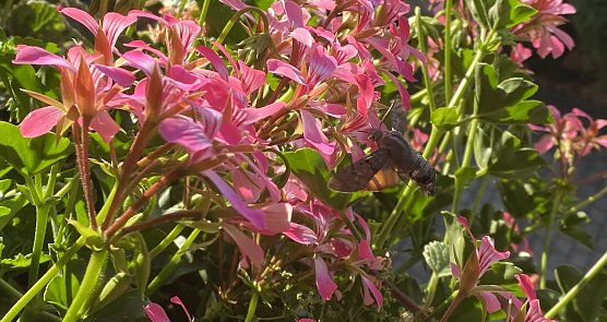Ein Taubenschw&auml;nzchen an einer Geranie (Foto: oas)