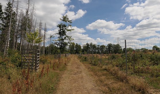 Weg im Harz (Foto: Anja Apel)