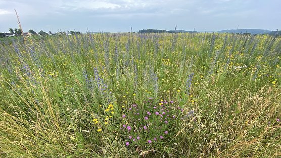 Warmes und trockenes Wetter bleibt erhalten (Foto: oas) Warmes und trockenes Wetter bleibt erhalten (Foto: oas)