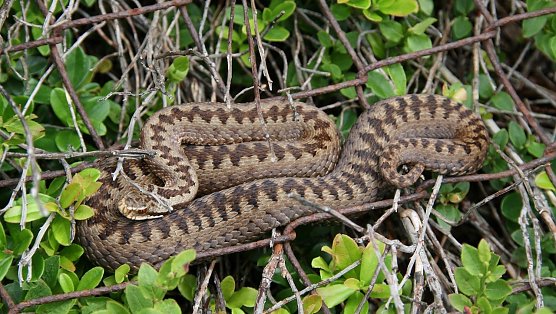 Gef&auml;hrliches Waldtier: Das Gift aus mehr als f&uuml;nf Kreuzotterbissen sollen einen gesunden Erwachsenen in Lebensgefahr bringen, bei Kindern und Senioren kann schon die Giftmenge eines Bisses sp&uuml;rbare gesundheitliche  (Foto: Mario Klein)