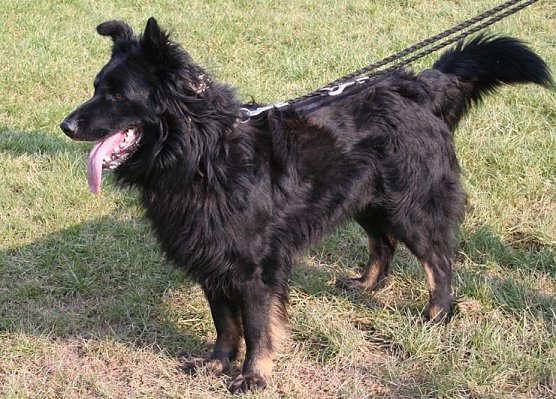 Herrchen oder Frauchen gesucht (Foto: rh)