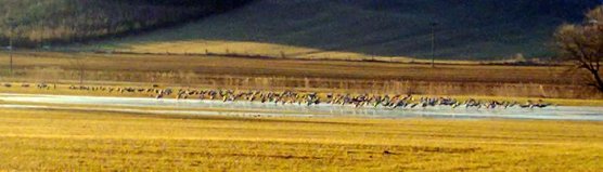 Kraniche (Foto: D. Wenzel)