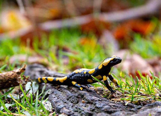 Auf dem Feuersalamanderpfad (Foto: A.Levi) Auf dem Feuersalamanderpfad (Foto: A.Levi)