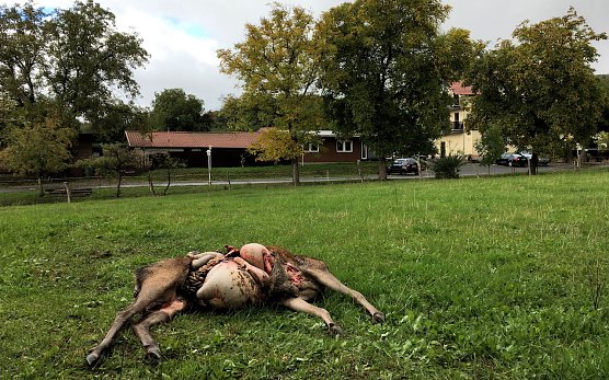 Gerissene Hirschkuh in unmittelbarer Nähe der Wolfsmühle (Foto: Hempel) Gerissene Hirschkuh in unmittelbarer Nähe der Wolfsmühle (Foto: Hempel)
