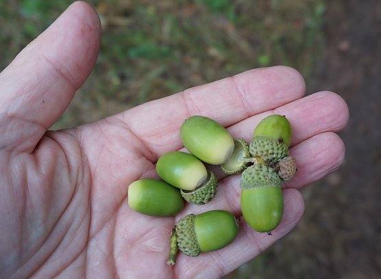 Eichensaatgut (Foto: ThüringenForst) Eichensaatgut (Foto: ThüringenForst)