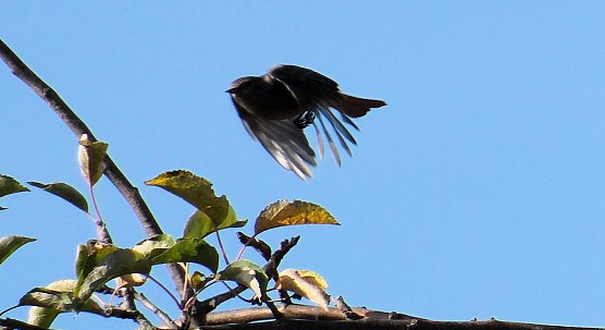 Herbstlicher Flugk&uuml;nstler auf dem Petersberg (Foto: P.Blei)