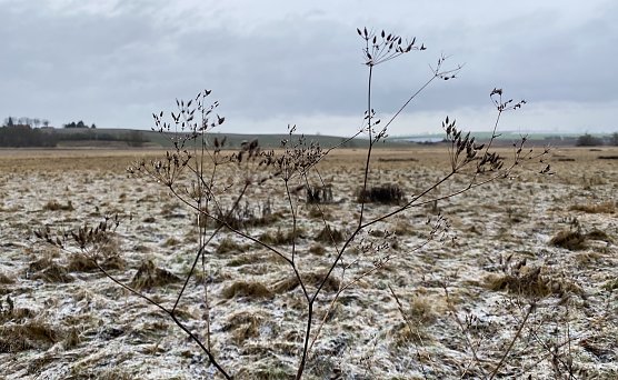 Nachtfr&ouml;ste und leichter Schneefall zum Wochenende (Foto: oas)