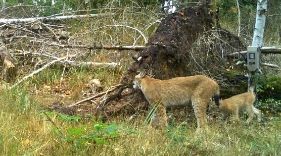 Von einer Wildkamera beobachte Luchse im Landkreis Nordhausen (Foto: Thüringer Umweltministerium) Von einer Wildkamera beobachte Luchse im Landkreis Nordhausen (Foto: Thüringer Umweltministerium)