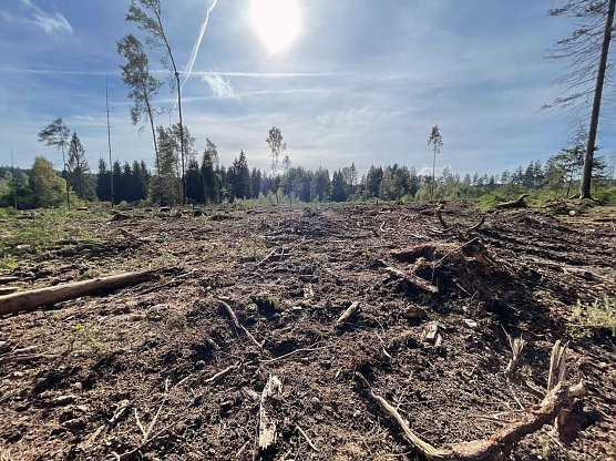 Kahlschlag im Wald (Foto: Franziska Spindler)