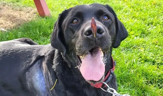 Der Labrador-R&uuml;de Ringo sucht ein neues Zuhause  (Foto: Tierheim Nordhausen)