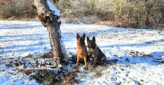 Spaziergang mit Hund (Foto: B.Hellrung) Spaziergang mit Hund (Foto: B.Hellrung)