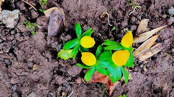 Erste Winterlinge stecken am Zorgeufer ihre Köpfe aus dem Boden (Foto: P.Blei) Erste Winterlinge stecken am Zorgeufer ihre Köpfe aus dem Boden (Foto: P.Blei)