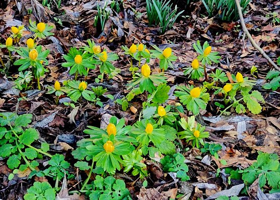 Die Winterlinge trotzen dem Frost (Foto: Peter Blei)