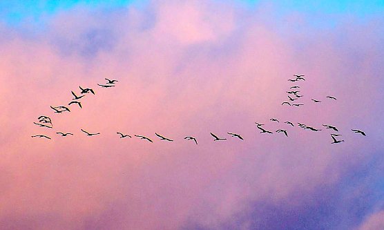 Eine große Anzahl Kraniche fielen dem Fotografen auf (Foto: P.Blei) Eine große Anzahl Kraniche fielen dem Fotografen auf (Foto: P.Blei)