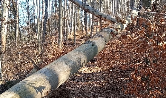 Am Kuhberg (Foto: P.Hagen)