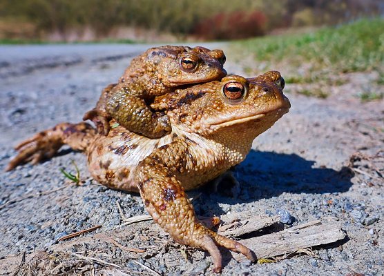Kröten bei der Paarung (Foto: Hubertus Schwarzentraub) Kröten bei der Paarung (Foto: Hubertus Schwarzentraub)
