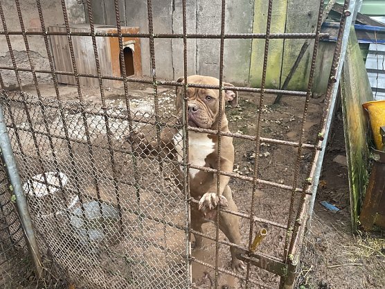 Untragbare Zust&auml;nde bei einem Hundehalter in Werther im Januar (Foto: Jana Hoger/Silvio Dietzel)