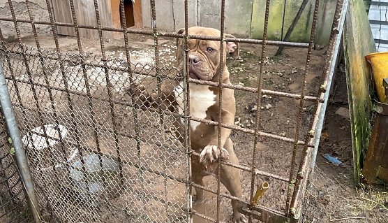 Ein neuer Fall von Tierqu&auml;lerei im Landkreis ereignete sich in Werther (Foto: J.Hoger)