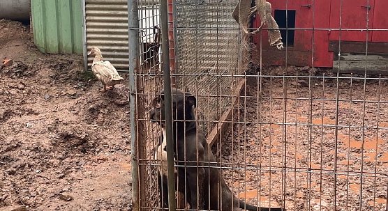 Unter schlimmen Bedingungen werden die Tiere laut Jana Hoger gehalten (Foto: J.Hoger)