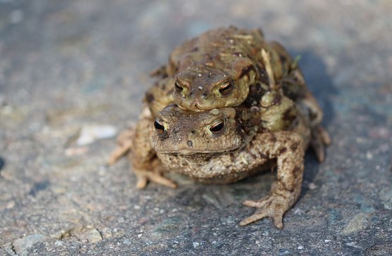 Kr&ouml;ten legen eine Wanderpause ein (Foto: Silke Staubitz)